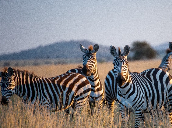 5 days Tanzania camping safari