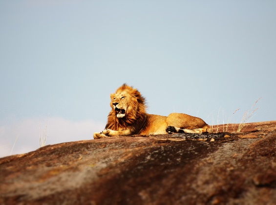 3 days Tanzania luxury safari