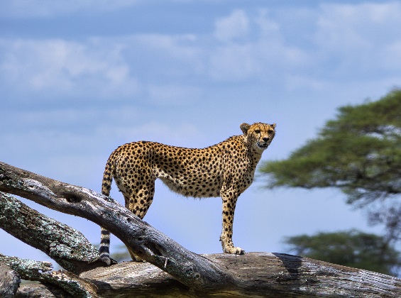 6 days Tanzania luxury safari